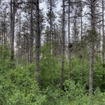 Парцел в с. Зетьово, Област Бургас - 10533 кв.м за 1 €/кв.м - Снимка #1