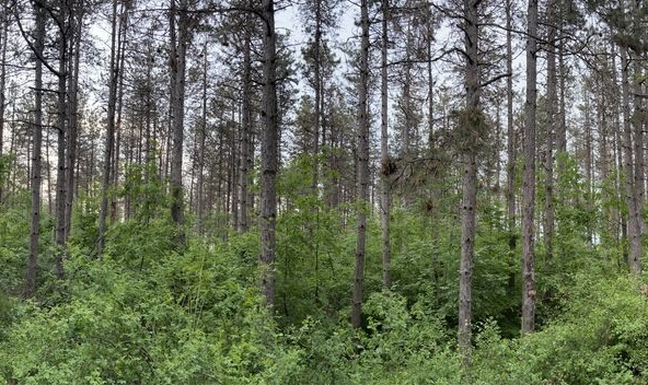 Парцел в с. Зетьово, Област Бургас - 10533 кв.м за 1 €/кв.м - Снимка #1