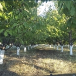 Земеделски имот в Пловдив, Южен -  кв.м за 4572 €/дка - Снимка #1