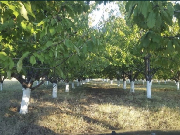 Земеделски имот в Пловдив, Южен -  кв.м за 4572 €/дка - Снимка #1