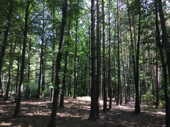 Парцел в с. Антон, Област София-област - 2200 кв.м за 11 €/кв.м - Снимка #1