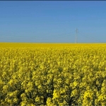 Земеделски имот в с. Факия, Област Бургас -  кв.м за 11 €/дка - Снимка #1