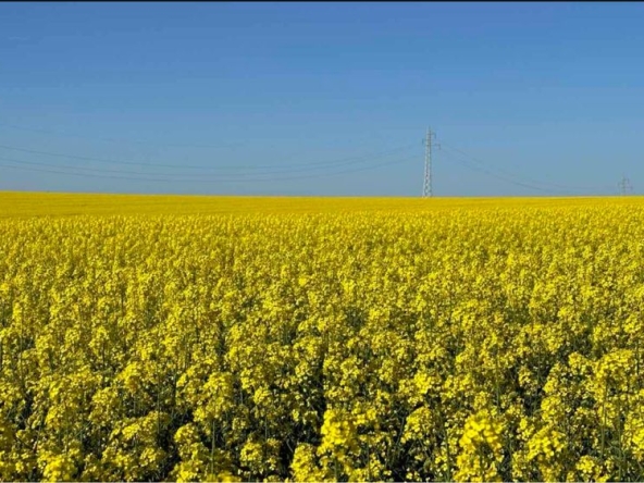 Земеделски имот в с. Факия, Област Бургас -  кв.м за 11 €/дка - Снимка #1