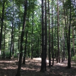 Парцел в с. Антон, Област София-област - 2200 кв.м за 7 €/кв.м - Снимка #1