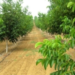 Земеделски имот в Кубрат -  кв.м за 128 €/дка - Снимка #1