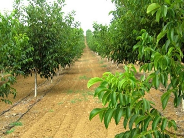 Земеделски имот в Кубрат -  кв.м за 128 €/дка - Снимка #1