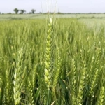 Земеделски имот в с. Карвуна, Област Добрич -  кв.м за 97 €/дка - Снимка #1