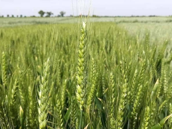 Земеделски имот в с. Карвуна, Област Добрич -  кв.м за 97 €/дка - Снимка #1