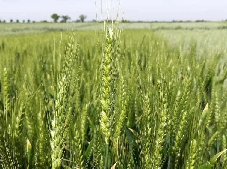 Земеделски имот в с. Карвуна, Област Добрич -  кв.м за 97 €/дка - Снимка #1