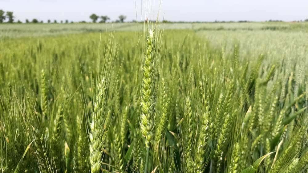 Земеделски имот в с. Карвуна, Област Добрич -  кв.м за 97 €/дка - Снимка #1