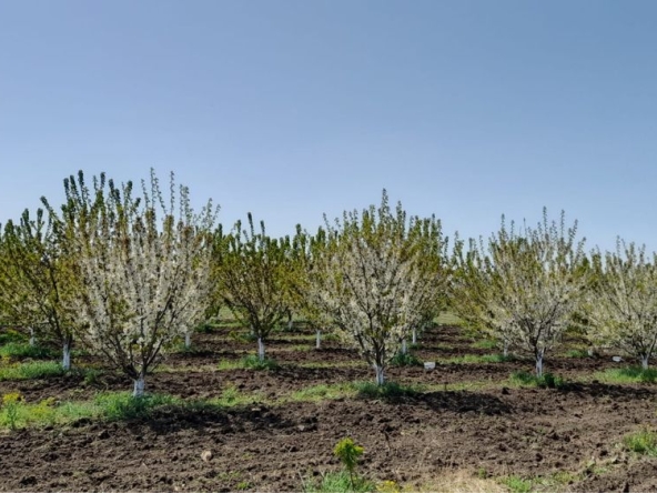 Земеделски имот в с. Поляново, Област Бургас -  кв.м за 2040 €/дка - Снимка #1