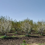 Земеделски имот в с. Поляново, Област Бургас -  кв.м за 944 €/дка - Снимка #1