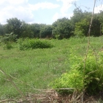 Парцел в с. Пролез, Област Добрич - 1250 кв.м за 11 €/кв.м - Снимка #1