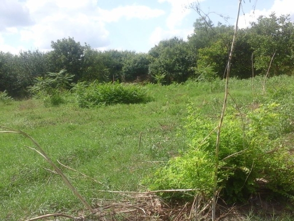 Парцел в с. Пролез, Област Добрич - 1250 кв.м за 11 €/кв.м - Снимка #1