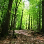 Земеделски имот в Поморие -  кв.м за 3 €/дка - Снимка #1