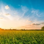 Земеделски имот в с. Изгрев, Област Варна -  кв.м за 496 €/дка - Снимка #1