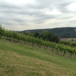 Земеделски имот в София, Борово -  кв.м за 5 €/дка - Снимка #1