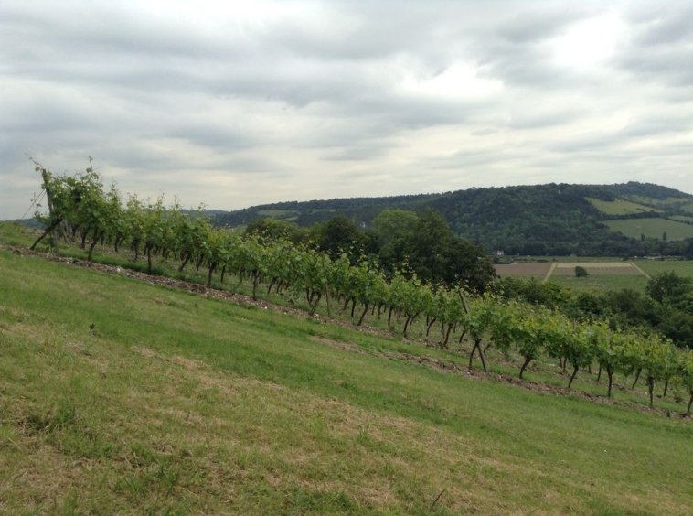 Земеделски имот в София, Борово -  кв.м за 5 €/дка - Снимка #1