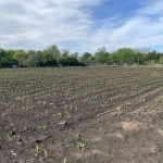 Парцел в с. Дъбовик, Област Добрич - 1 кв.м за 2091 €/кв.м - Снимка #1