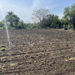 Парцел в с. Калипетрово, Област Силистра - 956 кв.м за 13 €/кв.м - Снимка #1