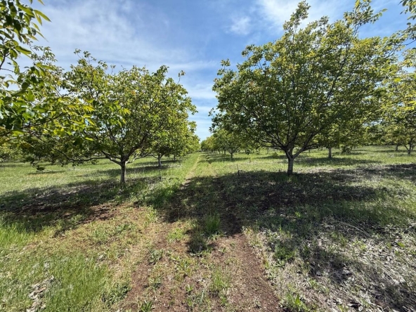 Земеделски имот в Перущица -  кв.м за 2307 €/дка - Снимка #1