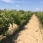 Земеделски имот в с. Карабунар, Област Пазарджик -  кв.м за 3334 €/дка - Снимка #1