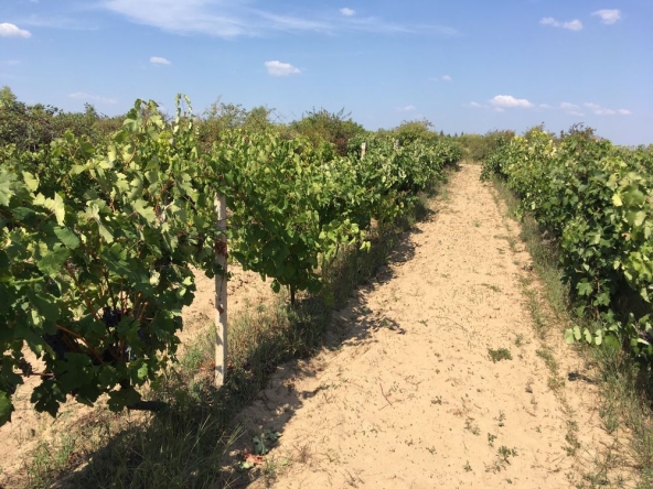 Земеделски имот в с. Карабунар, Област Пазарджик -  кв.м за 3334 €/дка - Снимка #1