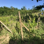 Парцел в с. Разбойна, Област Търговище - 901 кв.м за 10 €/кв.м - Снимка #1