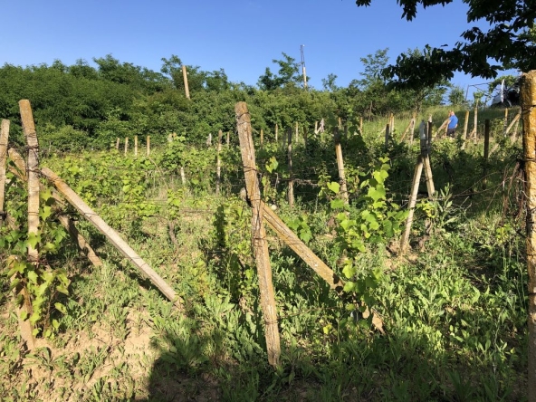 Парцел в с. Разбойна, Област Търговище - 901 кв.м за 10 €/кв.м - Снимка #1