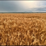 Земеделски имот в с. Войводово, Област Хасково -  кв.м за 0 €/дка - Снимка #1