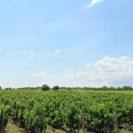 Парцел в с. Присад, Област Бургас - 2116 кв.м за 8 €/кв.м - Снимка #1