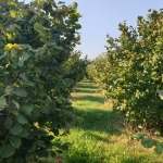 Земеделски имот в с. Шейново, Област Стара Загора -  кв.м за 3315 €/дка - Снимка #1