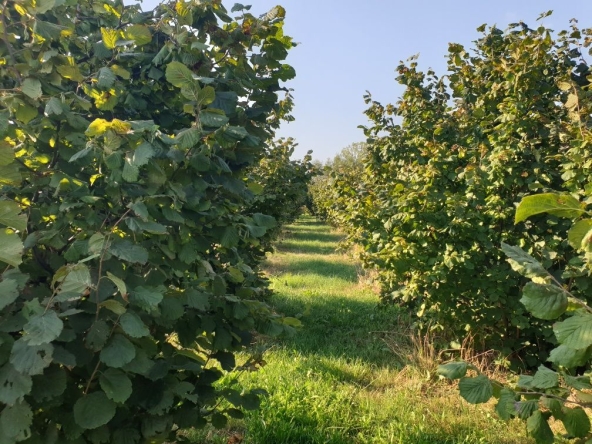 Земеделски имот в с. Шейново, Област Стара Загора -  кв.м за 3315 €/дка - Снимка #1