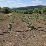 Парцел в с. Прибой, Област Перник - 2300 кв.м за 8 €/кв.м - Снимка #1