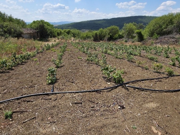 Парцел в с. Прибой, Област Перник - 2300 кв.м за 8 €/кв.м - Снимка #1