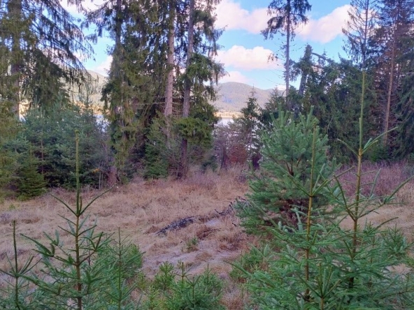 Парцел в Сърница - 543 кв.м за 57 €/кв.м - Снимка #1