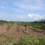 Земеделски имот в с. Карабунар, Област Пазарджик -  кв.м за 2 €/дка - Снимка #1