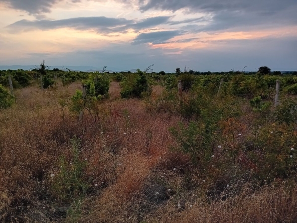 Земеделски имот в с. Брестовица, Област Пловдив -  кв.м за 3825 €/дка - Снимка #1