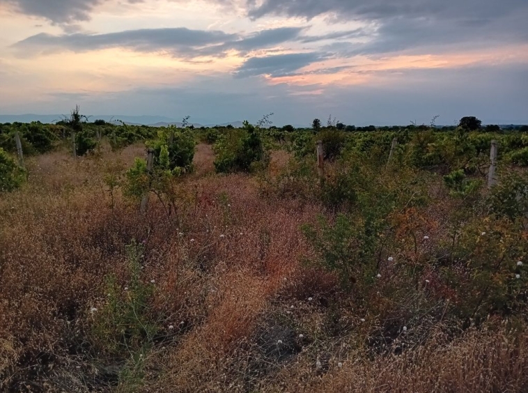 Земеделски имот в с. Брестовица, Област Пловдив -  кв.м за 3825 €/дка - Снимка #1