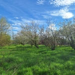 Земеделски имот в с. Дядово, Област Сливен -  кв.м за 3978 €/дка - Снимка #1