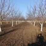 Земеделски имот в Генерал Тошево -  кв.м за 4 €/дка - Снимка #1