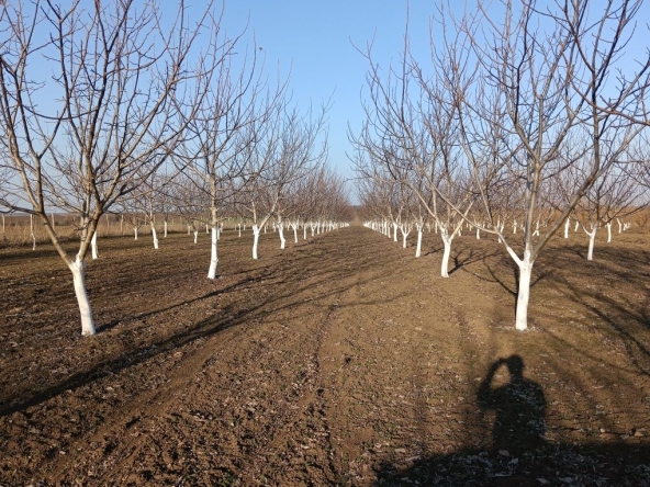 Земеделски имот в Генерал Тошево -  кв.м за 4 €/дка - Снимка #1