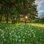 Парцел в с. Паталеница, Област Пазарджик - 730 кв.м за 55 €/кв.м - Снимка #1