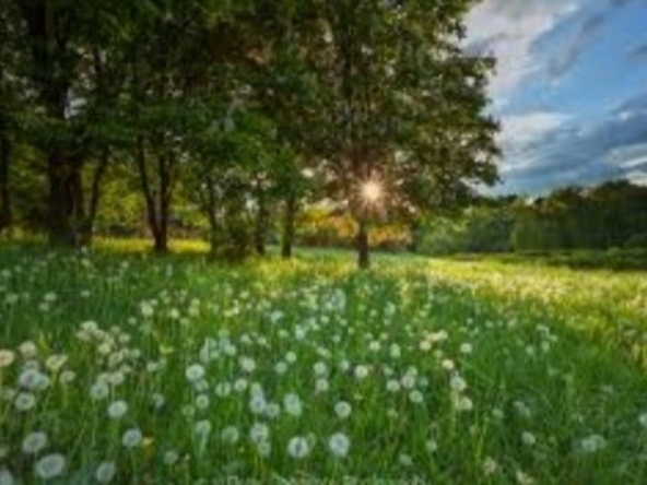 Парцел в с. Паталеница, Област Пазарджик - 730 кв.м за 55 €/кв.м - Снимка #1