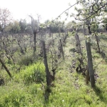 Парцел в с. Горица, Област Бургас - 1980 кв.м за 19 €/кв.м - Снимка #1