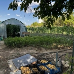 Парцел в с. Одринци, Област Добрич - 1240 кв.м за 9 €/кв.м - Снимка #1