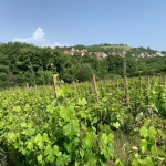 Земеделски имот в с. Поленица, Област Благоевград -  кв.м за 3570 €/дка - Снимка #1