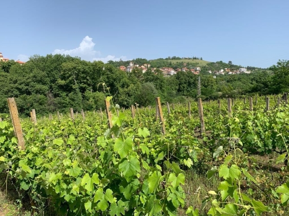 Земеделски имот в с. Поленица, Област Благоевград -  кв.м за 3570 €/дка - Снимка #1