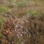 Парцел в с. Бенковски, Област Пловдив - 1036 кв.м за 60 €/кв.м - Снимка #1