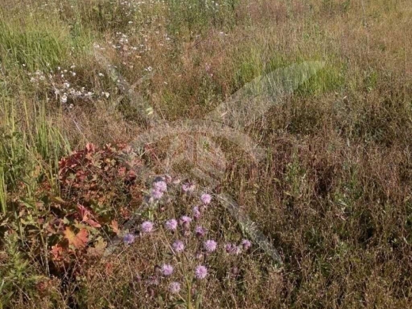 Парцел в с. Бенковски, Област Пловдив - 1036 кв.м за 60 €/кв.м - Снимка #1